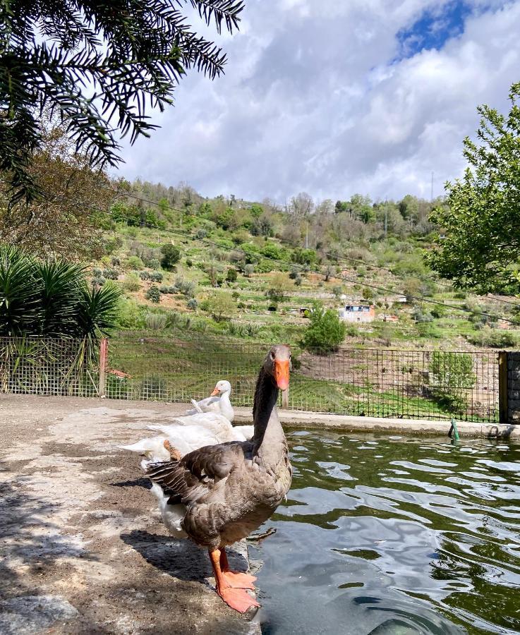 מסאו פריו Private Douro- Quinta Das Susandas מראה חיצוני תמונה